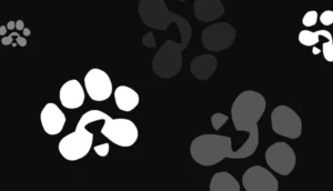 تاریخ لیست شدن و قیمت احتمالی ایردراپ پاوز (PAWS)