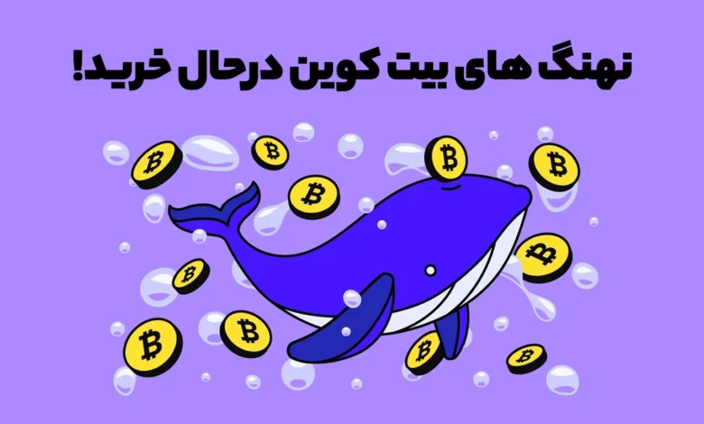 نهنگ های بیت کوین سخت درحال خرید! آیا بازار کف خود را دیده است؟